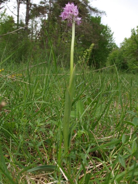 Orchis tridentata ...e altre